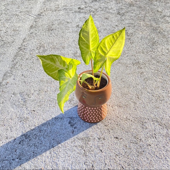 Opalhouse Stoneware Family Planter Pot - Picture 3 of 16